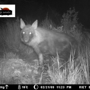 Brown Hyena