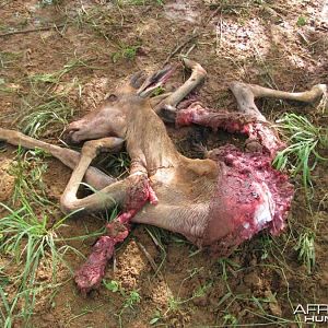 Baby Hartebeest after Cheetah had his way with it