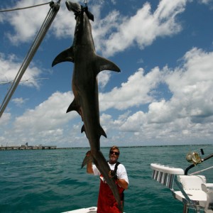 Greater Hammerhead Shark