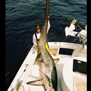 Big Eye Thresher Shark