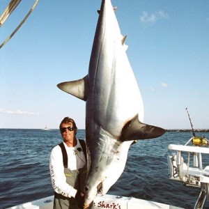 Mako Shark