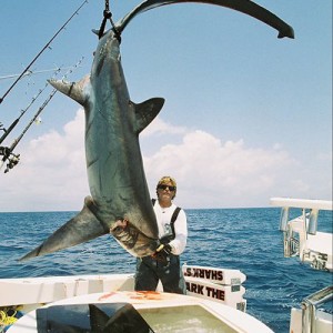 Thresher Shark