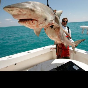 Bull Shark