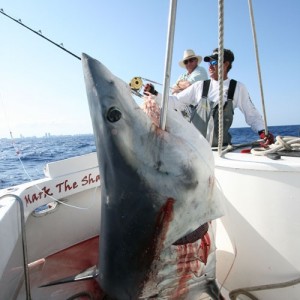 Mako Shark