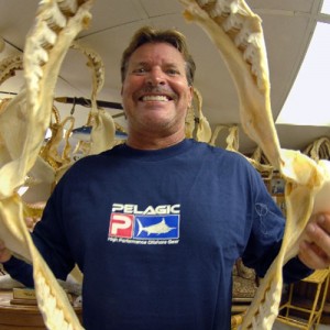 Tiger Shark Jaws