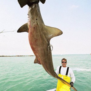 Scallop Hammerhead Shark