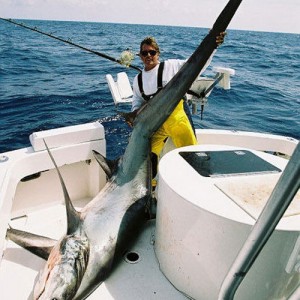 Thresher Shark