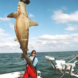 Scallop Hammerhead Shark