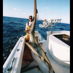 Thresher Shark