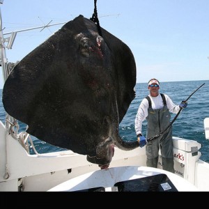 Giant Mud Ray