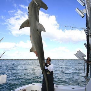 Record Greater Hammerhead Shark