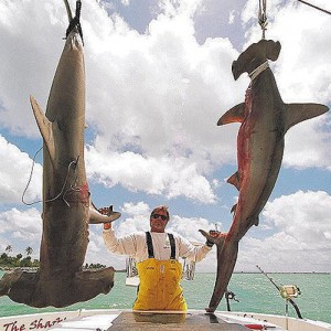 Scallop Hammerhead Sharks