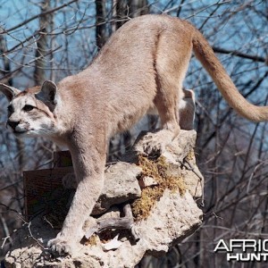 Argentinean Puma