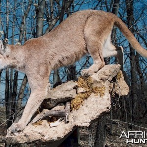 Argentinean Puma