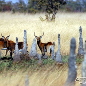 Black Lechwe Zambia