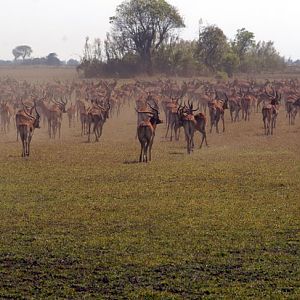 Black Lechwe Zambia