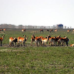 Black Lechwe Zambia