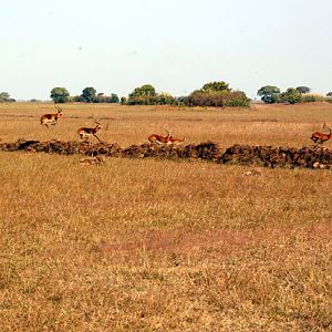 Black Lechwe Zambia