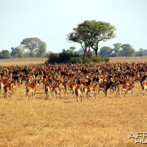 Black Lechwe Zambia