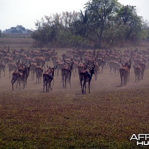 Hunting Black Lechwe Zambia