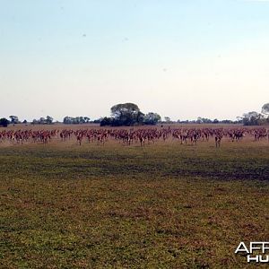 Hunting Black Lechwe Zambia