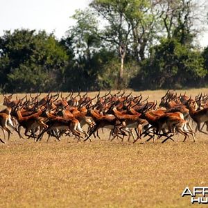 Hunting Black Lechwe Zambia