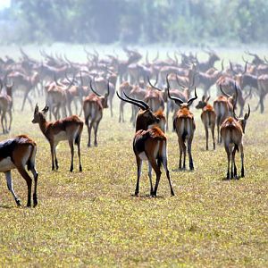 Hunting Black Lechwe Zambia