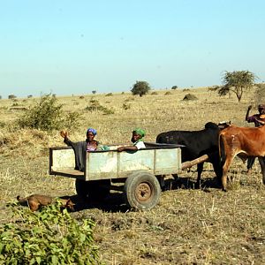 Hunting Zambia