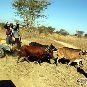 Hunting Zambia