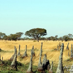 Hunting Zambia