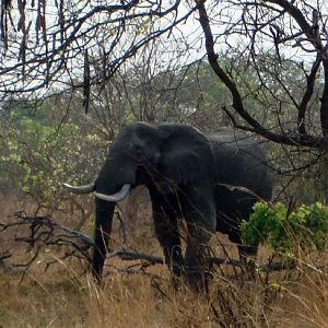 Elephant in Zambia