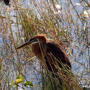 Zambia Heron