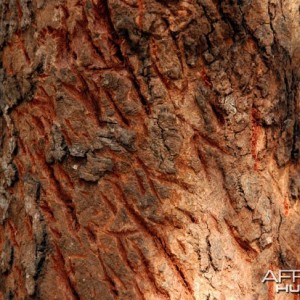 Leopard Tree Claw Marks