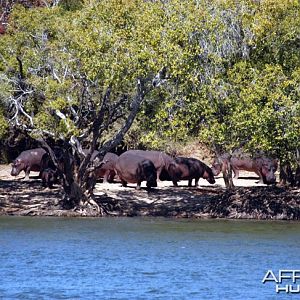 Hunting Hippo in Zambia