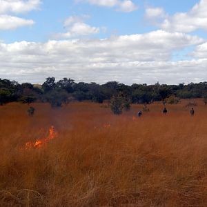 Zambia Bush Fire