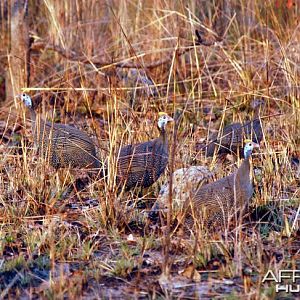 Guineafowl Zambia