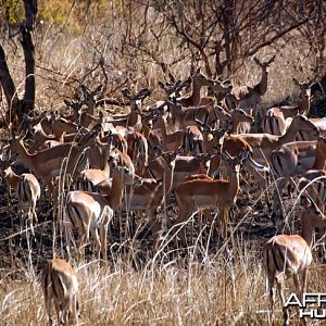 Hunting Impala in Zambia