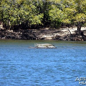 Hunting Crocodile Zambia