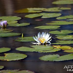 Lily Pad Zambia