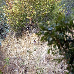 Hunting Lion Zambia