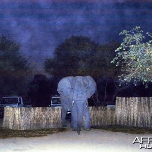 Elephant in Camp Zambia