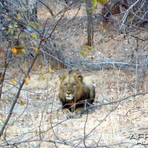 Hunting Lion Zambia