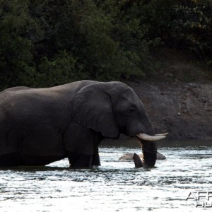 Elephant in Zambia