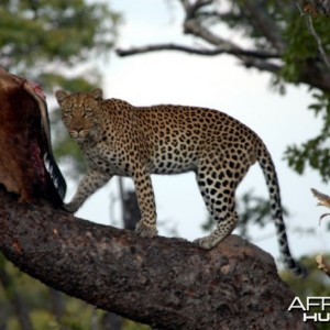 Zambia Hunting Leopard on Bait