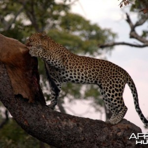 Zambia Hunting Leopard on Bait