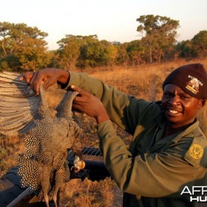 Hunting Guineafowl