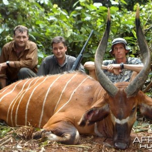 Hunting Bongo