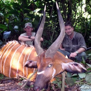 Hunting Bongo