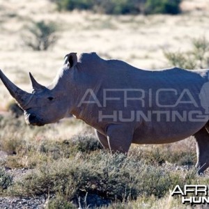 White Rhino Bull South Africa