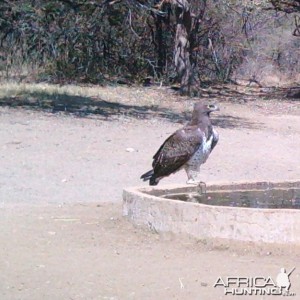 S'Dudla Game Cam photos